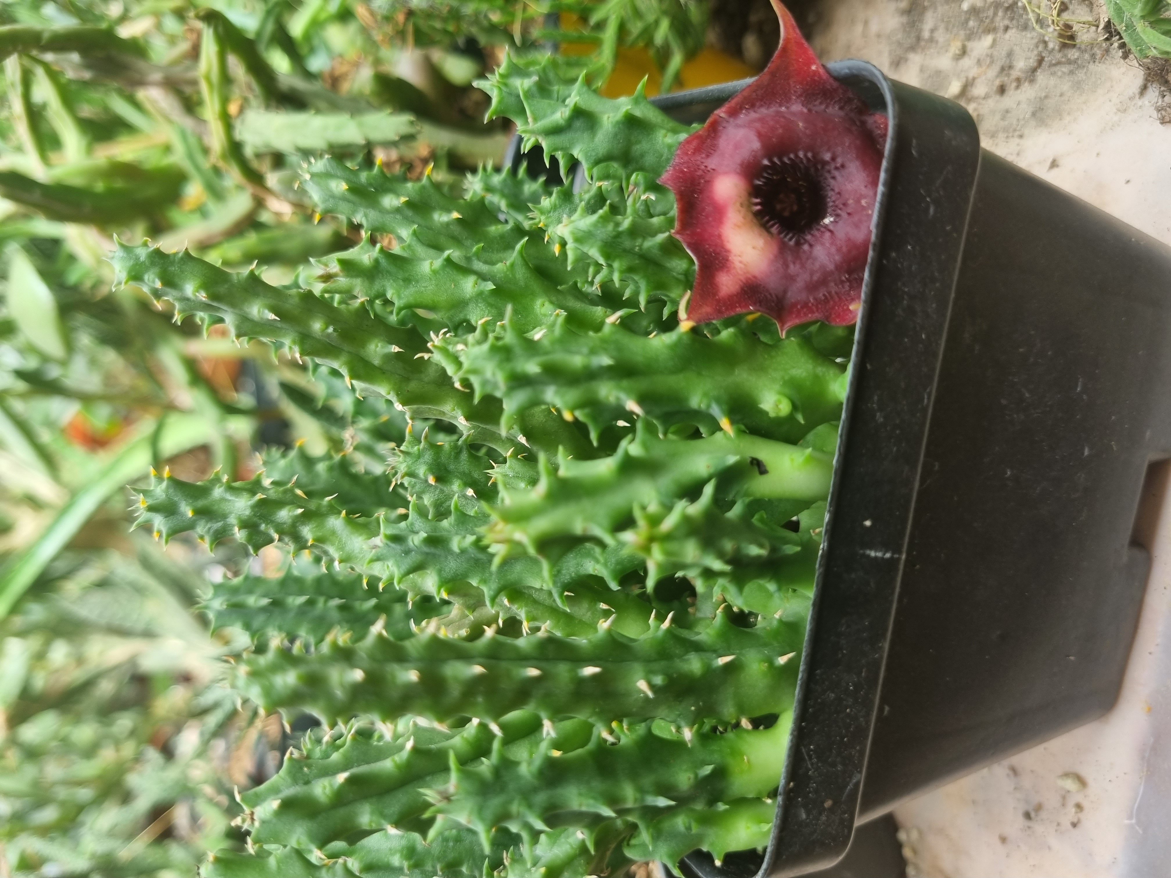 Huernia en flor exótica coleccionista